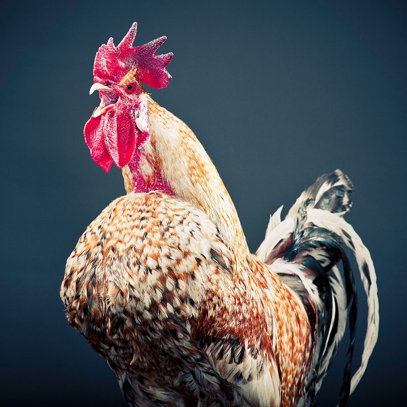 A red rooster standing square, watching off-frame