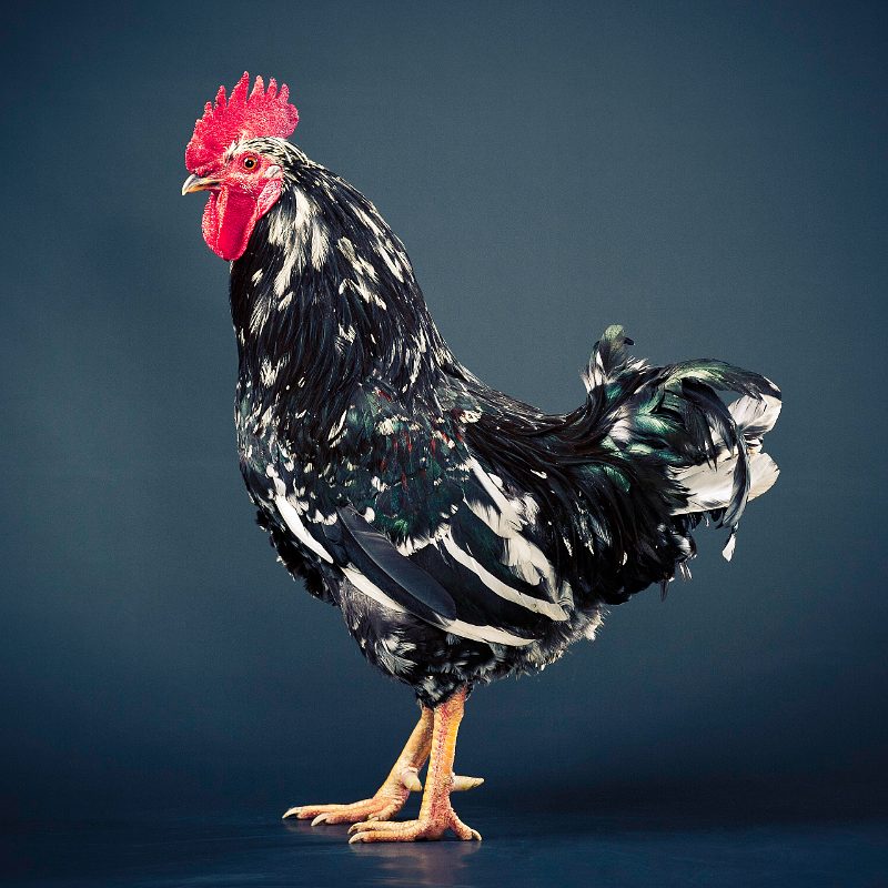A black and white speckled rooster in profile