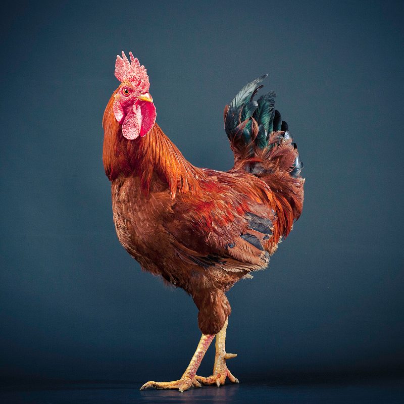 A cream and rust rooster crowing, close in