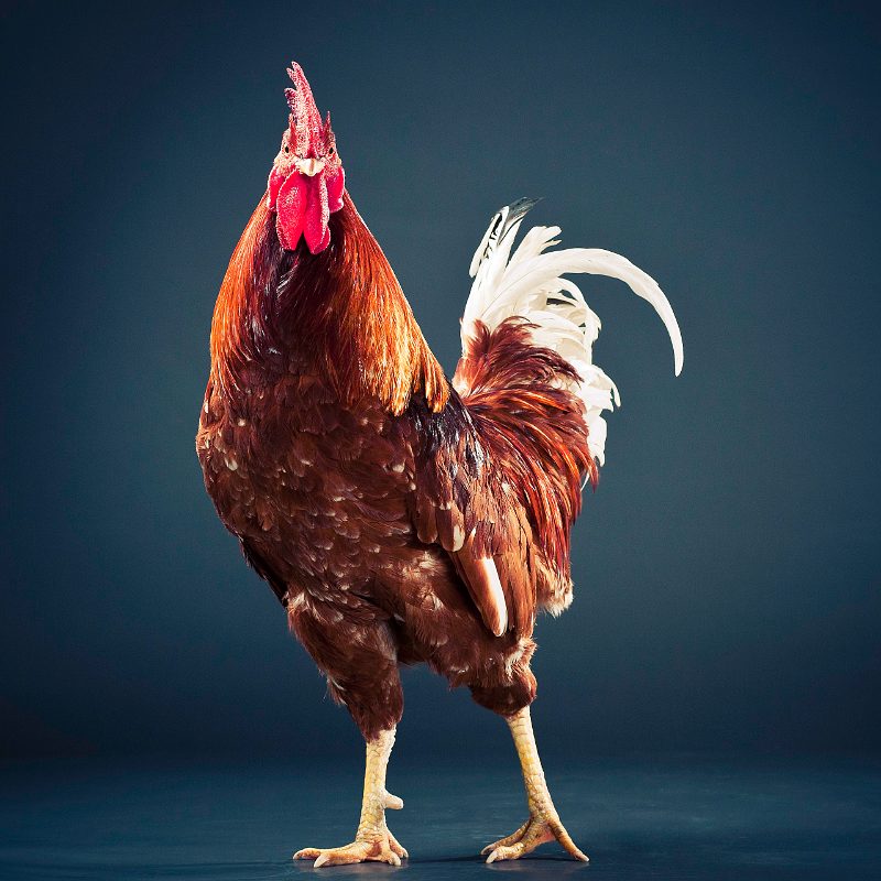 A rooster head and neck, comb lit against the dark
